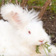 What my bunny looked like, roughly